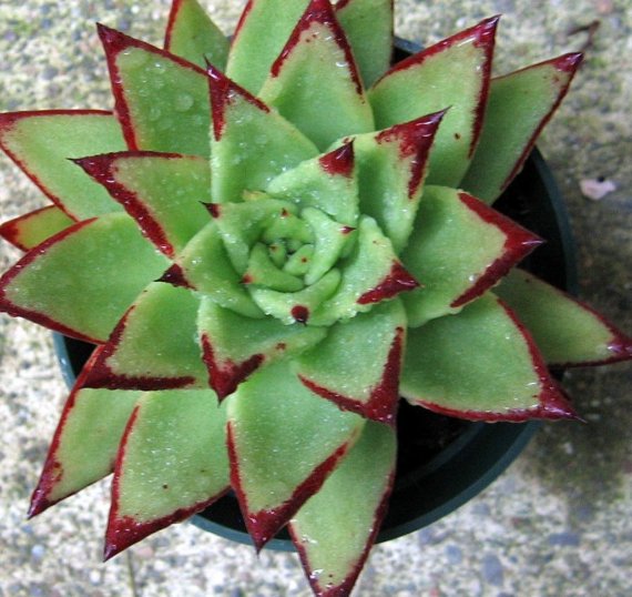 魅惑之霄（Echeveria agavoides ‘Lipstick’），景天科石莲花属，喜温暖干燥和阳光充足环境，不耐寒，耐半阴和干旱，怕水湿和强光暴晒，无明显休眠期。栽培要点：生长适温15-25度，冬季不低于10度；配土一般可用泥炭土和粗沙的混合土，加少量骨粉；生长期浇水干透浇透，夏季高温适度遮阴，通风并控制浇水，冬季保持盆土干燥，空气干燥时不能向叶面喷水，只能盆周喷雾，以免叶丛中积水腐烂；生长期施肥一般每月一次；繁殖方式一般有分株、扦插和播种繁殖。