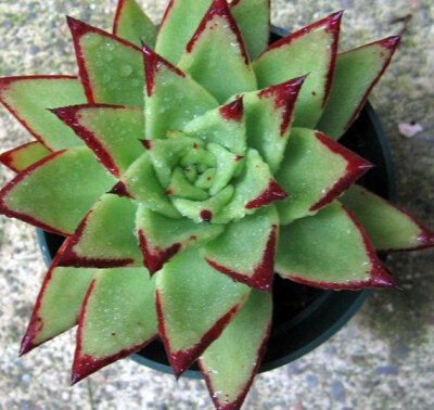 魅惑之霄（Echeveria agavoides ‘Lipstick’），景天科石莲花属，喜温暖干燥和阳光充足环境，不耐寒，耐半阴和干旱，怕水湿和强光暴晒，无明显休眠期。栽培要点：生长适温15-25度，冬季不低于10度；配土一般可用泥…