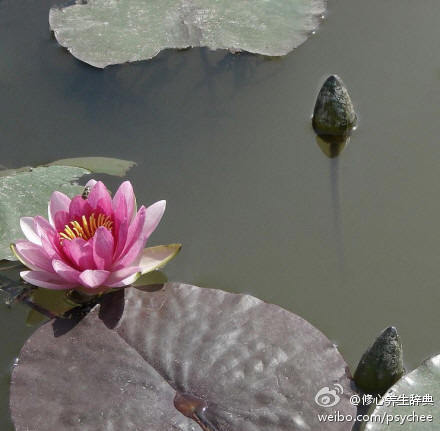 【学会控制自己的脾气】看别人不顺眼，是自己修养不够。人愤怒的那一个瞬间，智商是零，过一分钟后才慢慢恢复正常。 人的优雅关键在于控制自己的情绪。用嘴伤害人，是最愚蠢的一种行为。 要学会控制自己的脾气，做一个有修养的人。