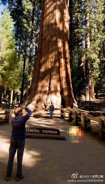 【地球上最大的树】雪曼将军树（General Sherman）是世界上最大的树，通常也被认为是最大的生物，高83.8米，底部最大直径达11.1米。雪曼将军树位于美国加利福尼亚州的红杉国家公园内，属于巨杉（也称为世界爷），树…