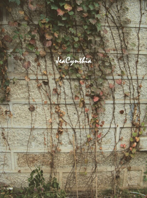 天気がいいから、 散歩しましょう。