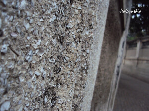 天気がいいから、 散歩しましょう。