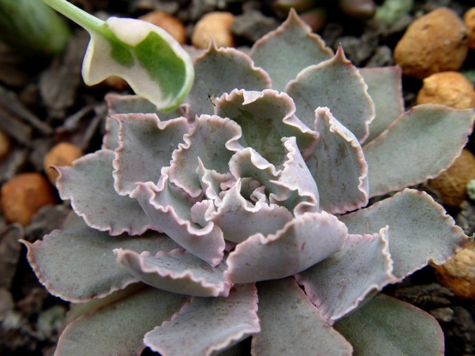 echeveria shaviana 祗园之舞