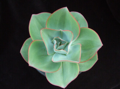 Echeveria subrigida