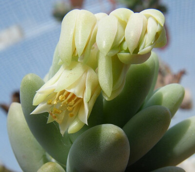 Sedeveria&#39;Yellow Humbert&#39;=Sedeveria&#39; Hummellii好多花友都有了的胡美丽。。哈哈（Sedum pachyphyllum x Echeveria derenbergii乙女心和静夜的孩子）