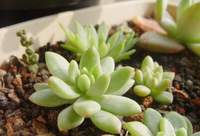 Sedeveria'Yellow Humbert'=Sedeveria' Hummellii好多花友都有了的胡美丽。。哈哈（Sedum pachyphyllum x Echeveria derenbergii乙女心和静夜的孩子）