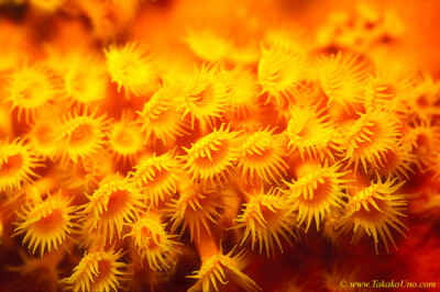 Yellow Zoanthids