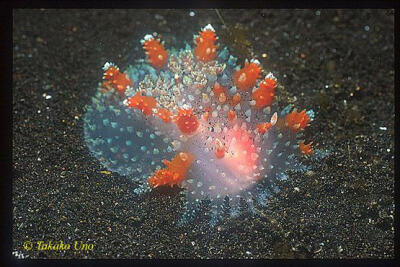 Hana Densha Nudibranch, Kalinga ornata 01 海蛞蝓