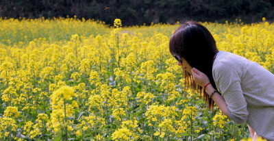 油菜花的芬芳——婺源