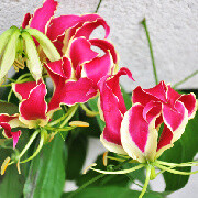 Shawn帮忙送花回来，说最惊喜的收花人是位成熟男士：”啊，谁送我花？！“。Shawn回答：“应该是您太太送的。”。。。据说这位男士瞬间表情很幸福。同事们请Shawn描述下，什么叫幸福的表情。他想了一下，说就是那种…