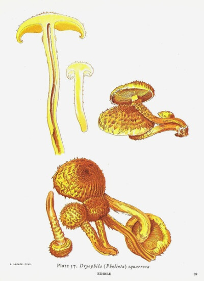 Dryophila Squarrosa