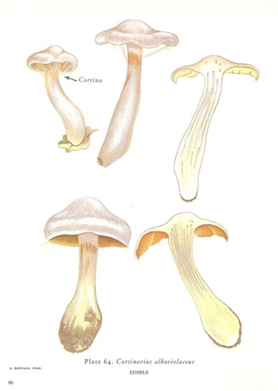 Cortinatius Alboviolaceus