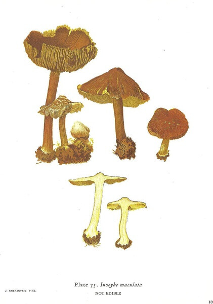 Inocybe Maculata