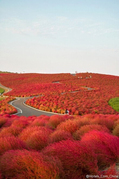 童话一般，日本 Kochia Hill