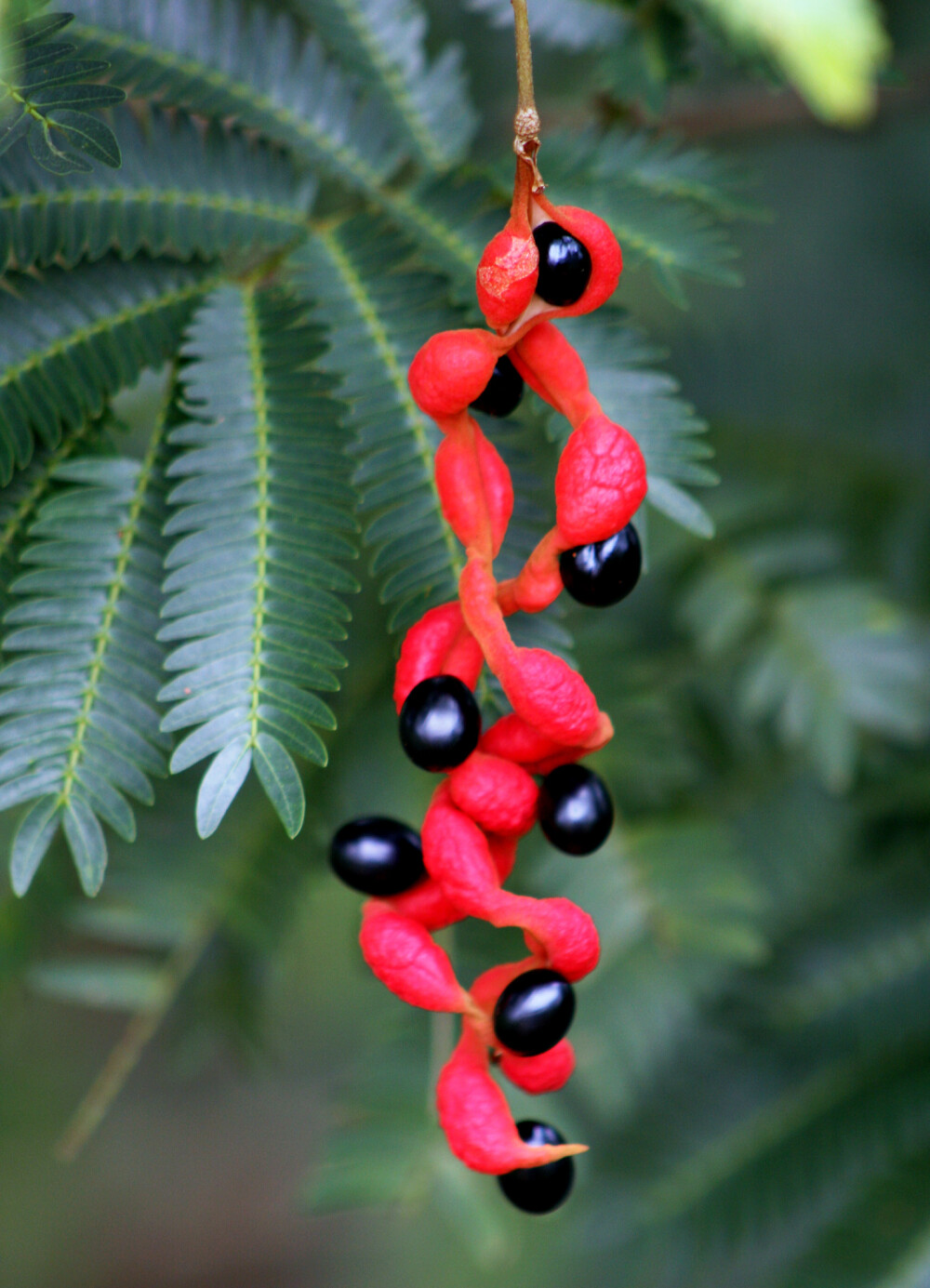 槐果含羞树（Cojoba sophorocarpa），含羞草科含羞树属。种名sophorocarpa组合自sophora（槐属）和carpa（果实）。