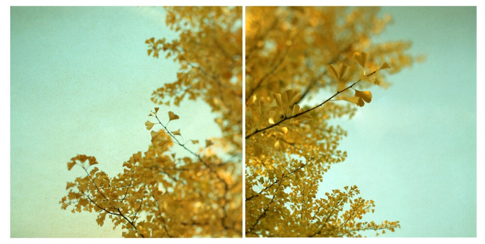 摄影：AliciaBock-Ginkgo in Autumn