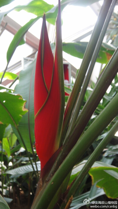 蝎尾蕉属（Heliconia）植物为旅人蕉科宿根草本，又名火鸟蕉、赫蕉，全世界约有80种，原产热带美洲。花橙红至红色，其苞片似飞鸟状重叠，甚为优雅奇致。