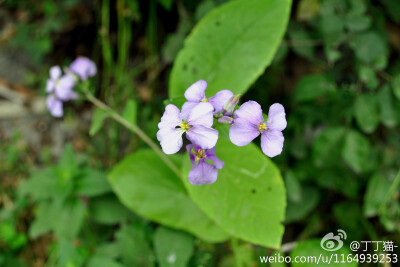 二月兰十字花科 CRUCIFERAE || 诸葛菜属 Orychophragmus Bunge || 诸葛菜 Orychophragmus violaceus (L.) O. E. Schulz 这种野菜的嫩茎叶用开水泡后，再放在冷开水中浸泡，直至无苦味时即可炒食。种子可榨油