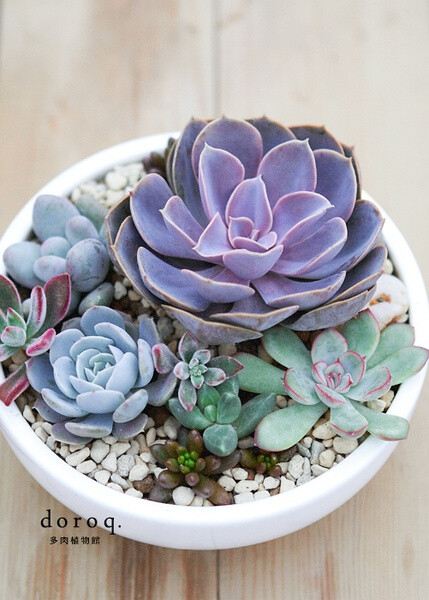 多肉组合美图