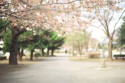 sakura，樱花飘零的日子