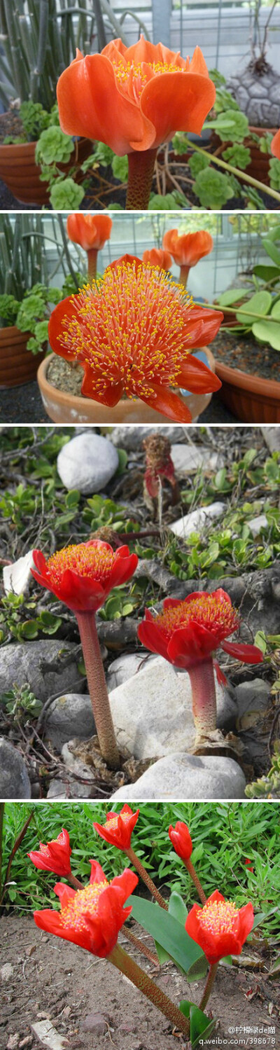 血莲！学名：Haemanthus coccineus ，石蒜科网球花属。有“来自西方的彼岸花”美称。原产于南非~