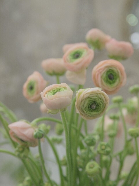 【我是{彩}花大盗】---花毛茛（学名：Ranunculus asiaticus）又称芹菜花、波斯毛茛，昆明地区俗称“洋牡丹”，是毛茛科花毛茛属多年生宿根草本花卉。花毛茛原产于地中海沿岸，法国、以色列等欧洲国家已广泛种植，目前世界各国均有栽培。