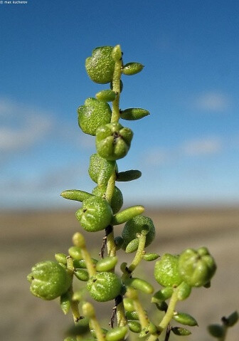 中国原生多肉植物