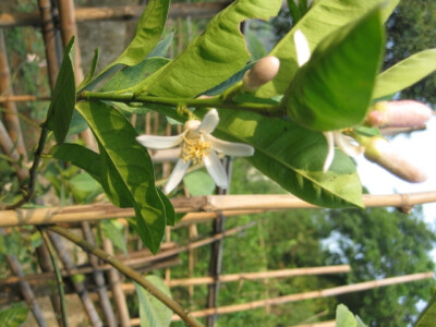 田园里的柠檬花