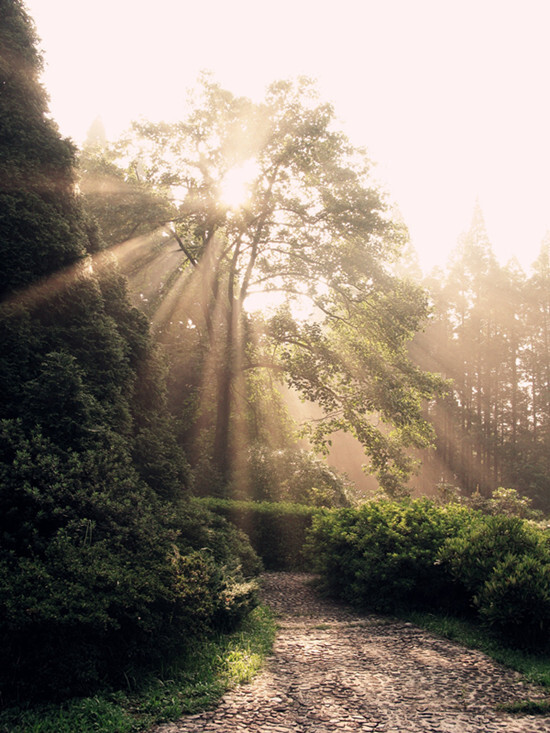 清晨的阳光穿过茂密的枝叶、撒向那林间小道，我沉浸在宁静的世界里~