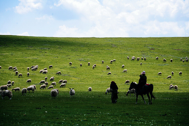 我也好想骑着马，在这绿绿的山坡上放羊~
