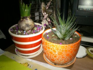 我的菲黎和菲尔