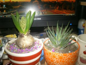 我的菲黎和菲尔