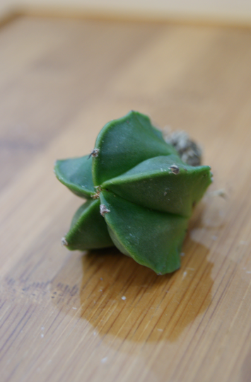 鸾凤玉(Astrophytum myriostigma v. nudum)仙人掌科星球属.原产墨西哥高原的中部.长大后为柱状。喜冷凉、阳光充足的环境，夏季也要光线充足。要求排水良好、富含石灰质的砂质土壤。一般的碧绿色，螺旋形状的棱非常奇…