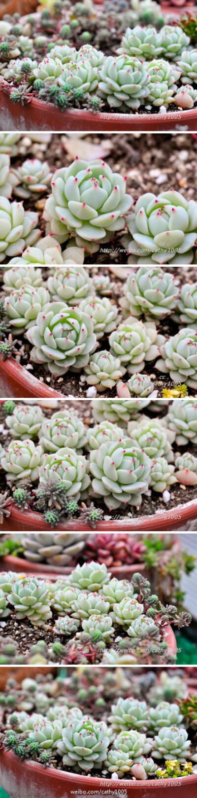 静夜Echeveria derenbergii