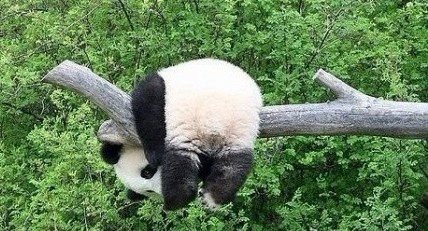 熊猫兄你这是自挂东南枝么