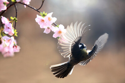 Great tit