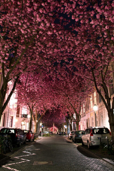 cherry blossom avenue