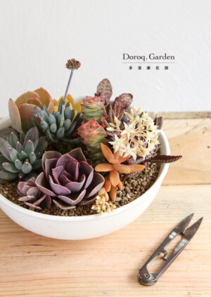 @Doroq多肉植物馆 ： 难得用到灿烂的开花品种在寄植，叶片是不同于铭月的橙色，查到资料应该是景天属“California Sunset”。白色花朵如繁星般，把房间都点亮。