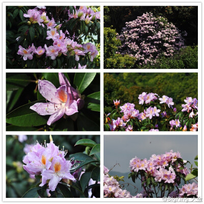 毛棉杜鹃Rhododendron moulmainense，杜鹃花科杜鹃花属。