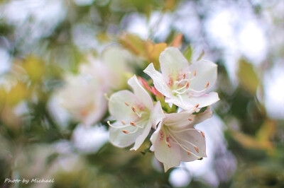 香港杜鵑 Rhododendron hongkongense 杜鵑花科 杜鹃花属