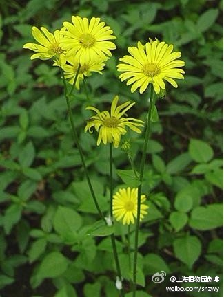  东方多榔菊（Doronicum orientale），也称豹毒花、花豹之毒、大豹毒，菊科多榔菊属，英文名Leopard's Bane。