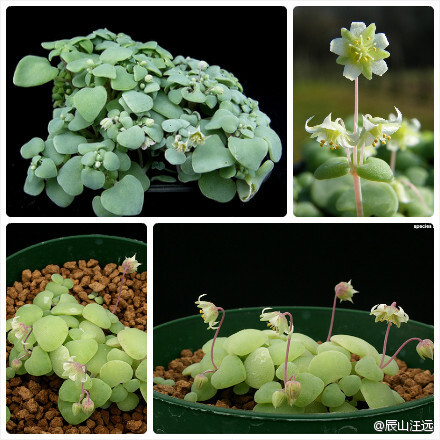 银富鳞（Crassula nemorosa），景天科青锁龙属，可以说是青锁龙属内和其他同属植物长相差别最大的。