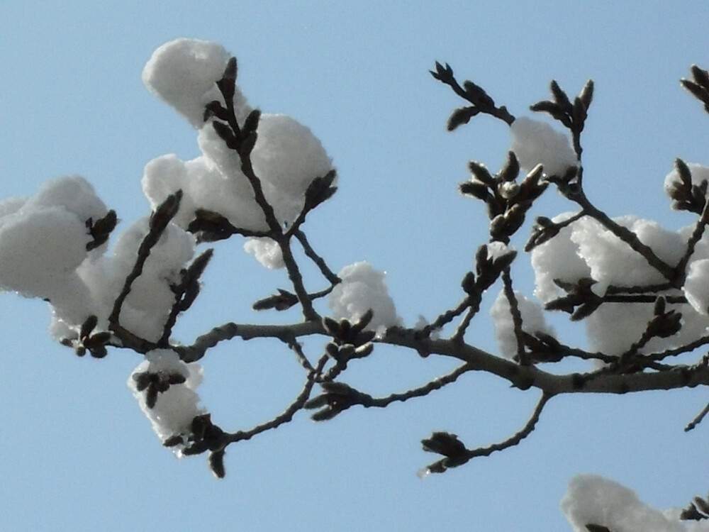 2012年3月18日，北京。积雪好像棉花桃啊~~