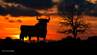 Photograph El toro de …... by Antonio Quintana on 500px