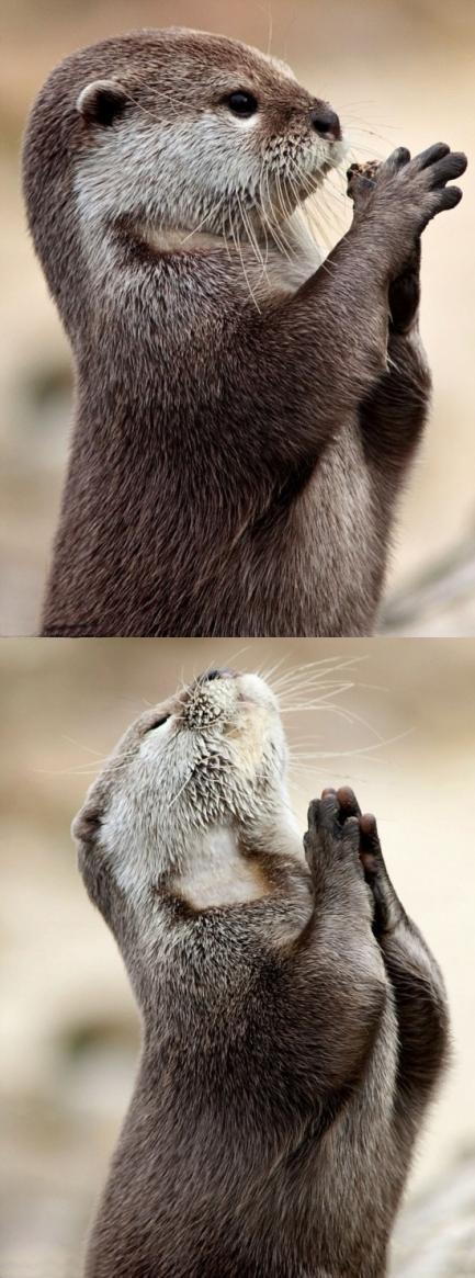 上帝,请赐给我一条鱼吧,阿门.