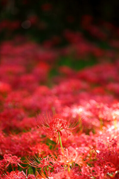 【我是{彩}花大盗】---曼珠沙华