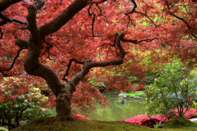 鸡爪枫树 日本枫树 Japanese maple