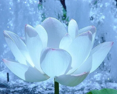 我是佛前的一朵青莲