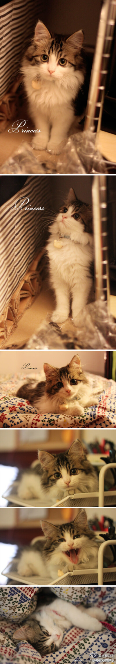 美人！！！挪威森林猫~