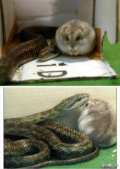 東京動物園有一隻蛇跟黃金鼠生活在一起，老鼠原本是要給蛇吃的沒想到兩人居然一起生活了，動物園居然給老鼠取名為「晚餐」(ごはん) XD 。晚餐有時會站在蛇頭上睡著...別太囧萌好嗎&gt;///&lt;